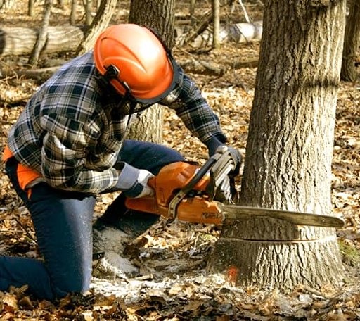 Tree Removal in Reva, VA